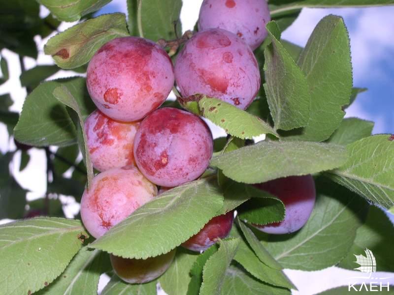 Сливо-вишневый гибрид (СВГ)
