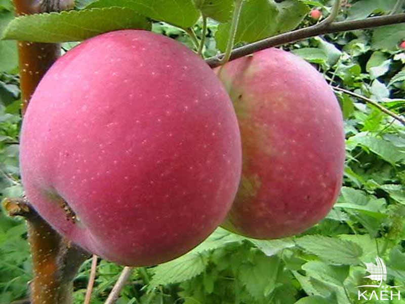 Яблоня сортовая