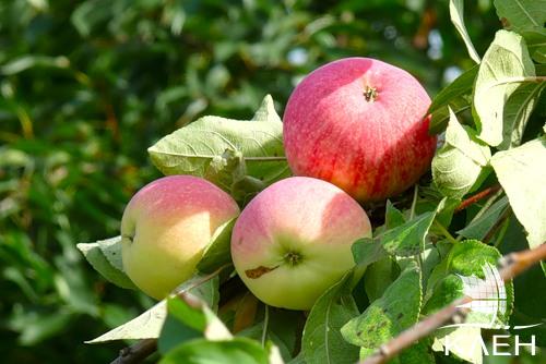Яблоня сортовая — купить саженцы в Красноярске в питомнике растений Клён